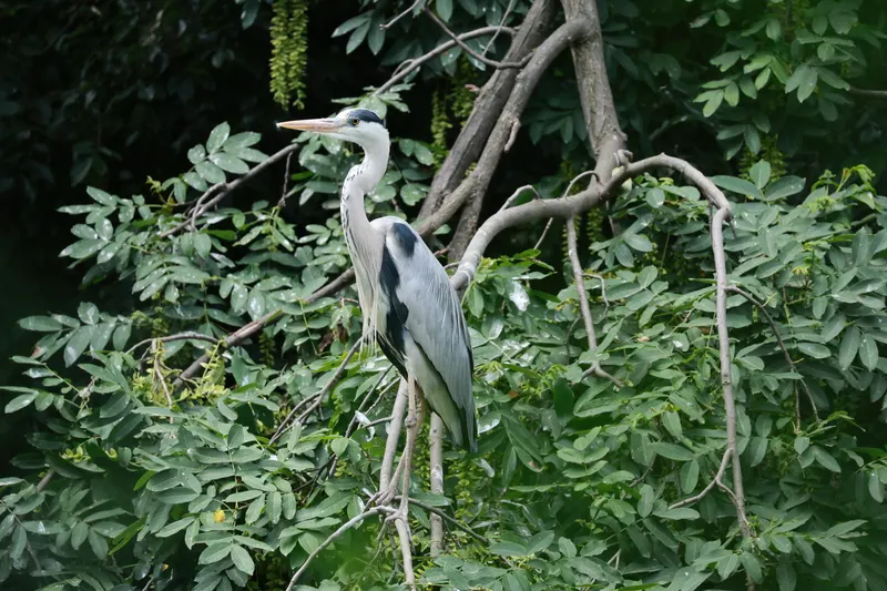 苍鹭 Grey Heron
